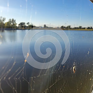 Grasshopper Trapped in a Web