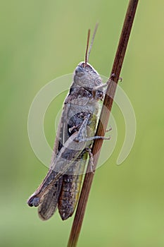 Grasshopper (Chorthippus Brunneus)