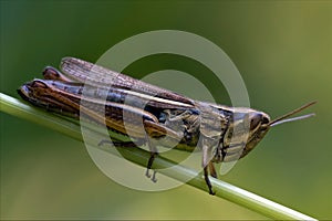 Grasshopper chorthippus brunneus in a photo