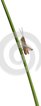 Grasshopper, Chorthippus montanus
