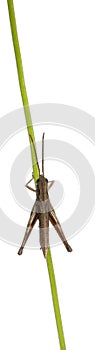 Grasshopper, Chorthippus montanus