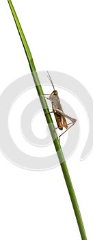 Grasshopper, Chorthippus montanus