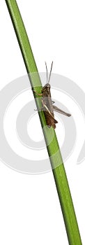 Grasshopper, Chorthippus montanus