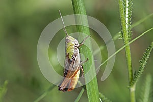 Grasshopper (Chorthippus paralellus)