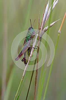 Grasshopper (Chorthippus Parallelus)