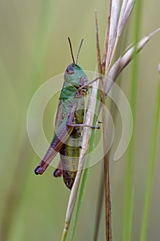 Grasshopper (Chorthippus Parallelus)