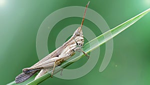 grasshopper climbing a blade of grass, macro photo. Small insect with long antennas and powerful legs for jump, nature photo 