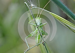 Grasshopper climbing a stem of a plant