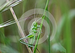 Grasshopper climbing a stem of a plant