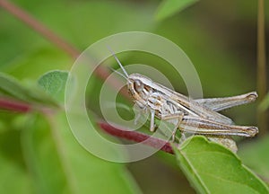Grasshopper climbing a stem of a plant