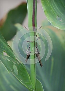 Grasshopper Clinging to a Flower Stem