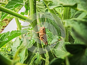 A Grasshopper Clinging to a Plant Stem