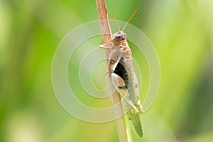 Grasshopper close-up