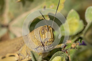 Grasshopper close up detail shot