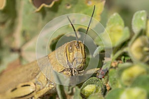 Grasshopper close up detail shot