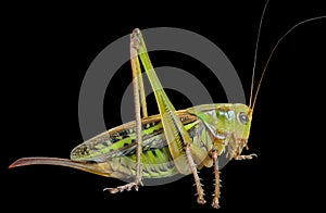 Grasshopper 25