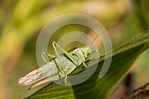 Grasshopper - Close-up view of a green grasshopper