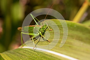 Grasshopper - Close-up view of a green grasshopper