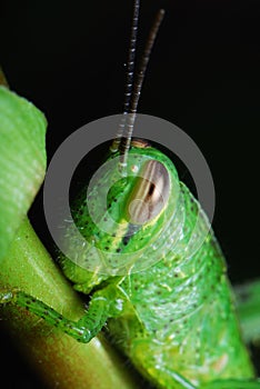 Grasshopper Closeup