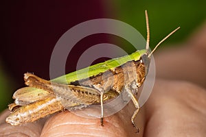 Grasshopper closeup on human hand