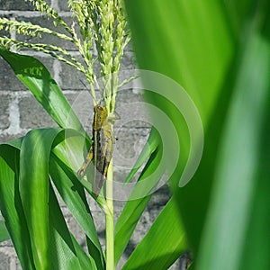 Grasshopper on a corn tree