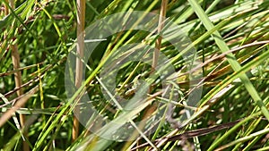 Grasshopper crawling on a blade of grass