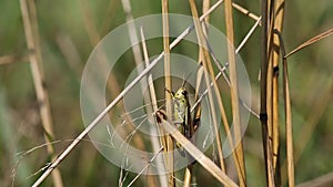 Grasshopper crawling on a blade of grass