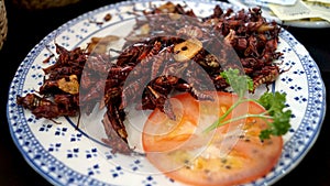 Grasshopper, crickets an exotic meal photo