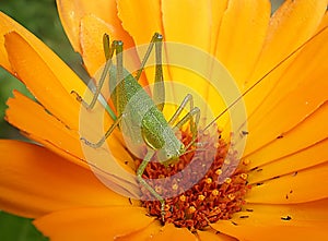 Grasshopper on a daisy