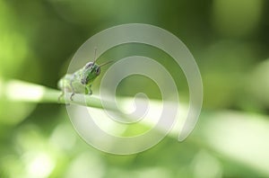 Grasshopper in a defocused background