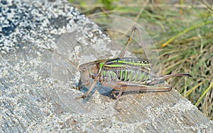 Grasshopper, doe 5