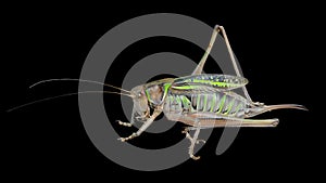 Grasshopper, doe 1
