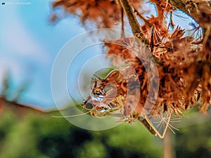 Grasshopper is drinking