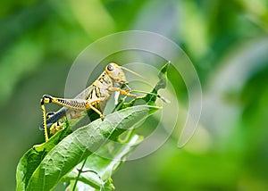 Grasshopper eating and destroying leaves