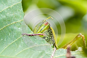 Grasshopper is eating a leaf