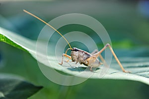 A grasshopper on the edge of a large green leaf and basking in the sun