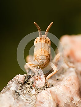 Grasshopper Face