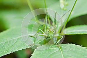 Grasshopper face