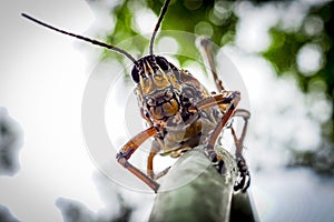 Grasshopper Face close up portrait