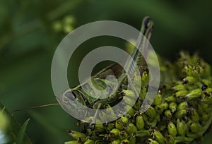 Grasshopper Feasting On Seed Pods