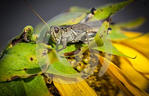 Grasshopper feasts on dying sunflower in autumn day photo