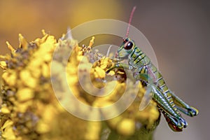 Grasshopper feeding on frailejon flowers photo