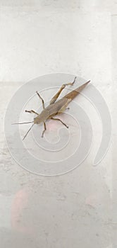 Grasshopper in the floor photo