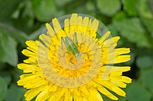 Grasshopper on the flower