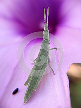 grasshopper in flower