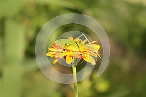 Grasshopper on the flower calendula in the garden.