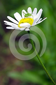 Grasshopper on flower.