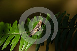 Grasshopper on foliage.