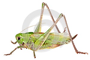 Grasshopper in front of isolated white background