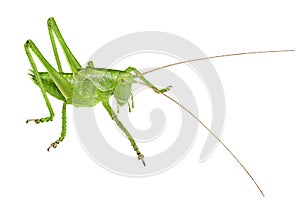 Grasshopper in front of isolated white background